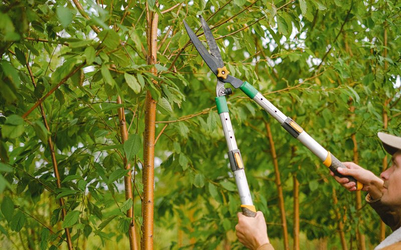 Tree trimming in Ragland, WV